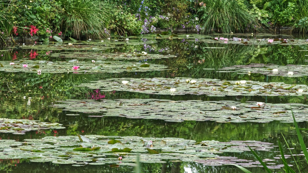 green grass on body of water