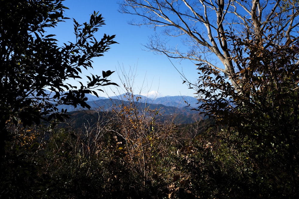 green trees on mountain under blue sky during daytime