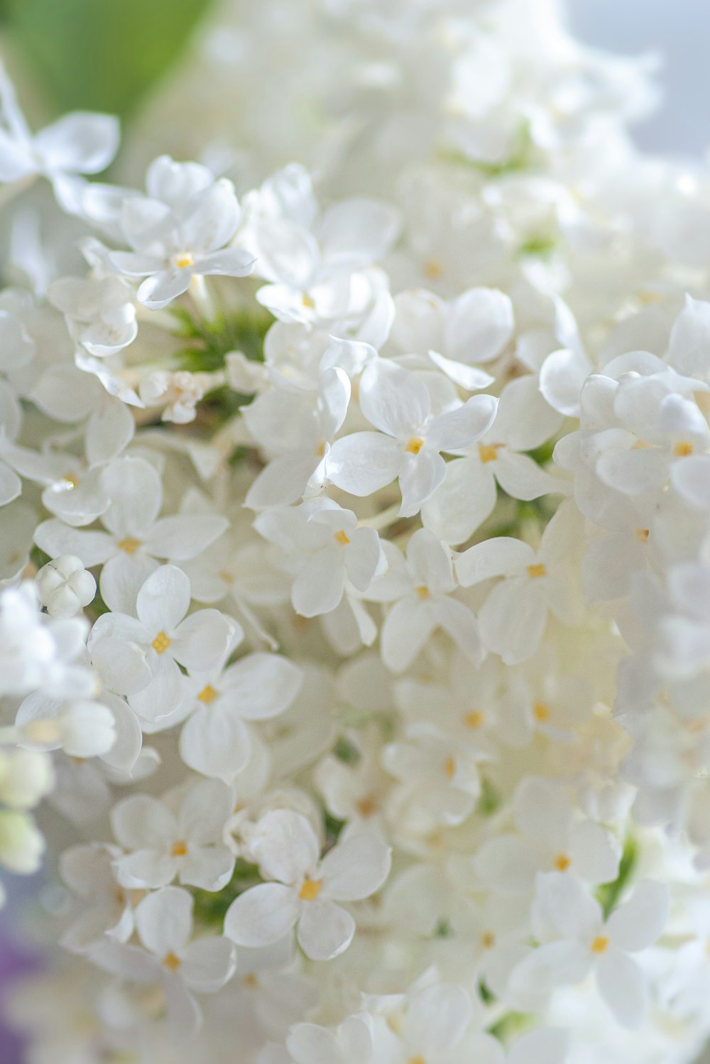 white flowers in tilt shift lens