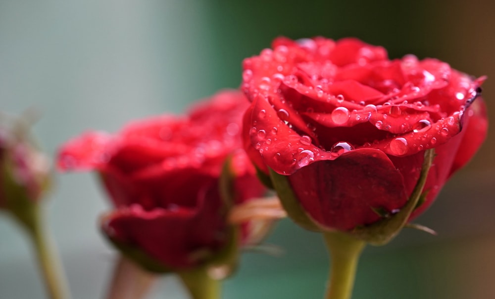 red rose in close up photography