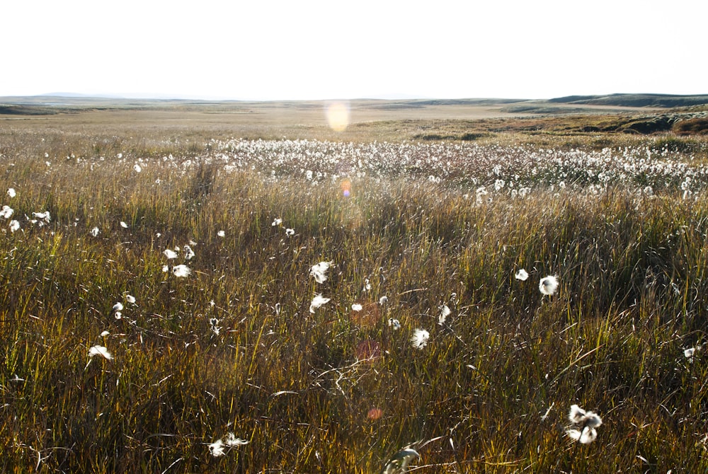 white dandelion flower field during daytime