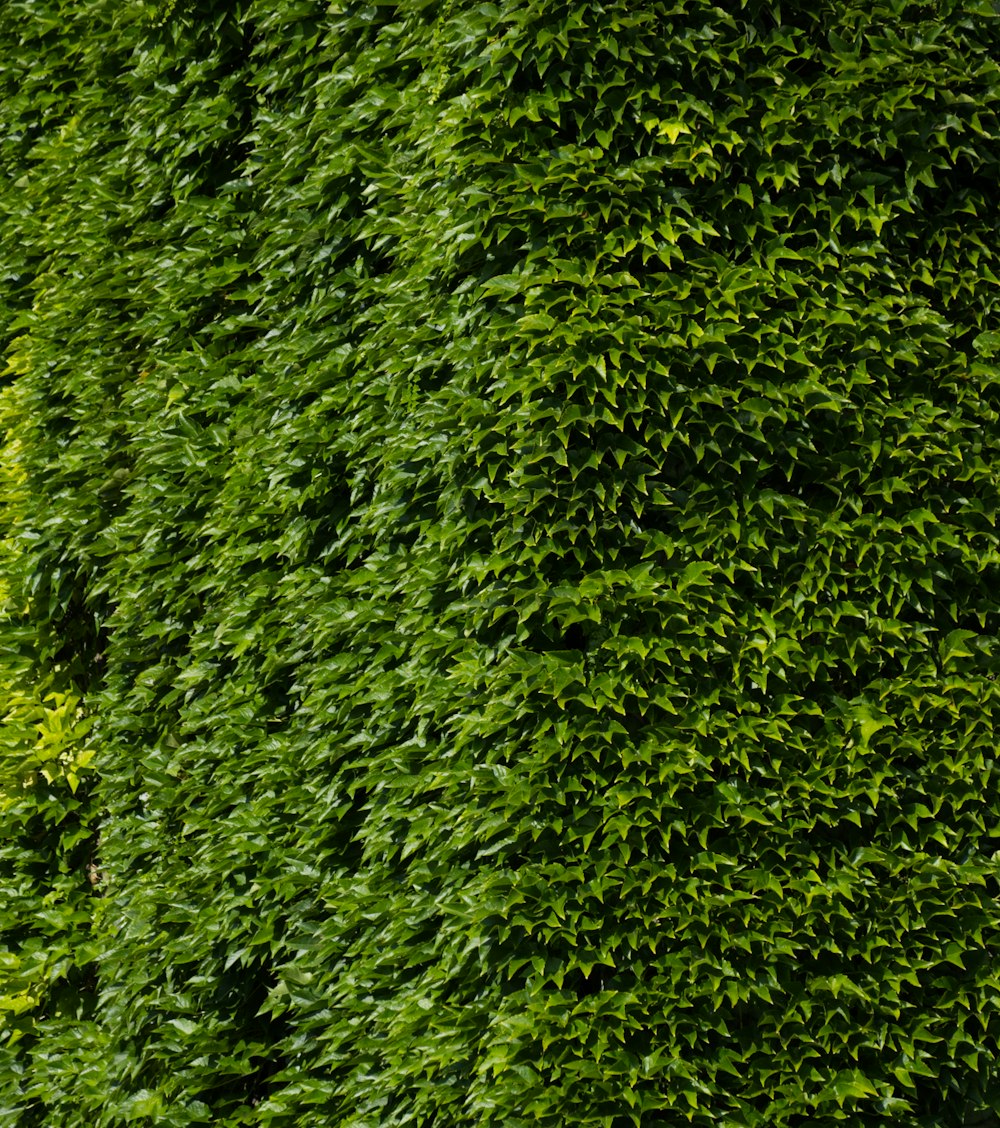 green leaves on green grass field