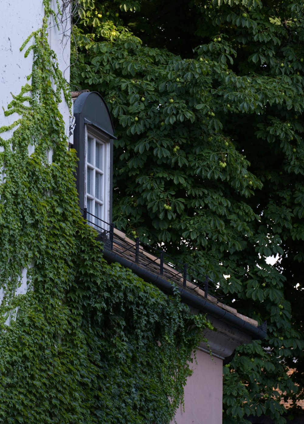 白いコンクリートの家の横の緑の木