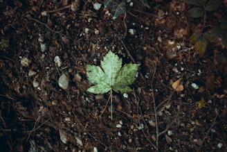 green leaf on brown soil