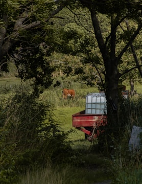 A pastoral scene with a cow grazing in a lush, green meadow. Trees and foliage form a natural frame around the image, creating a serene and secluded atmosphere. A red trailer with a white water tank is positioned in the foreground, partially obscured by shadows from the surrounding trees.
