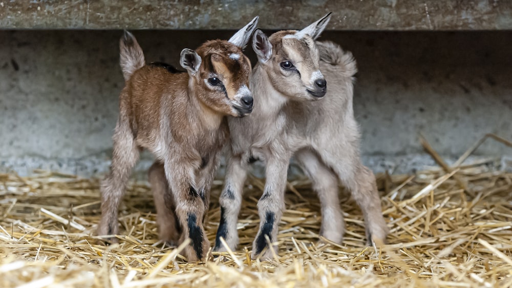 three brown goats on brown grass field during daytime