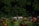 A serene garden with lush greenery and colorful flowers.