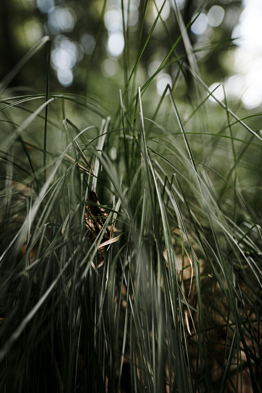 brown plant in tilt shift lens