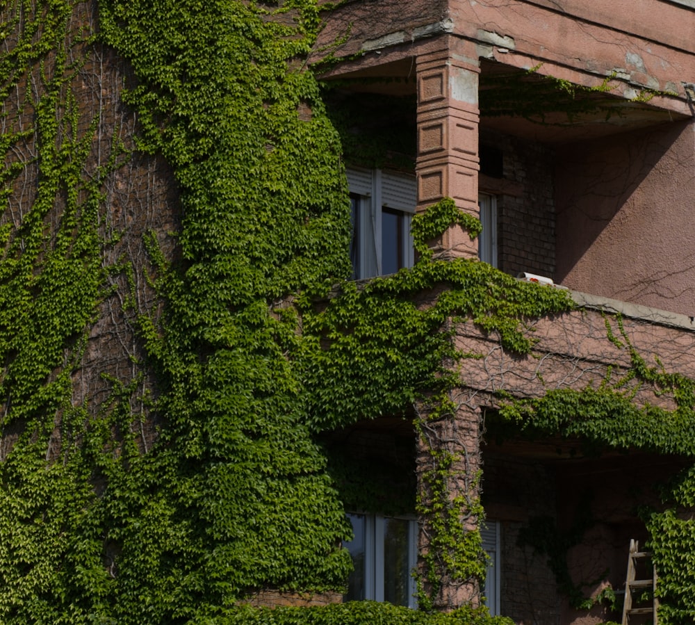 green bush near brown concrete house