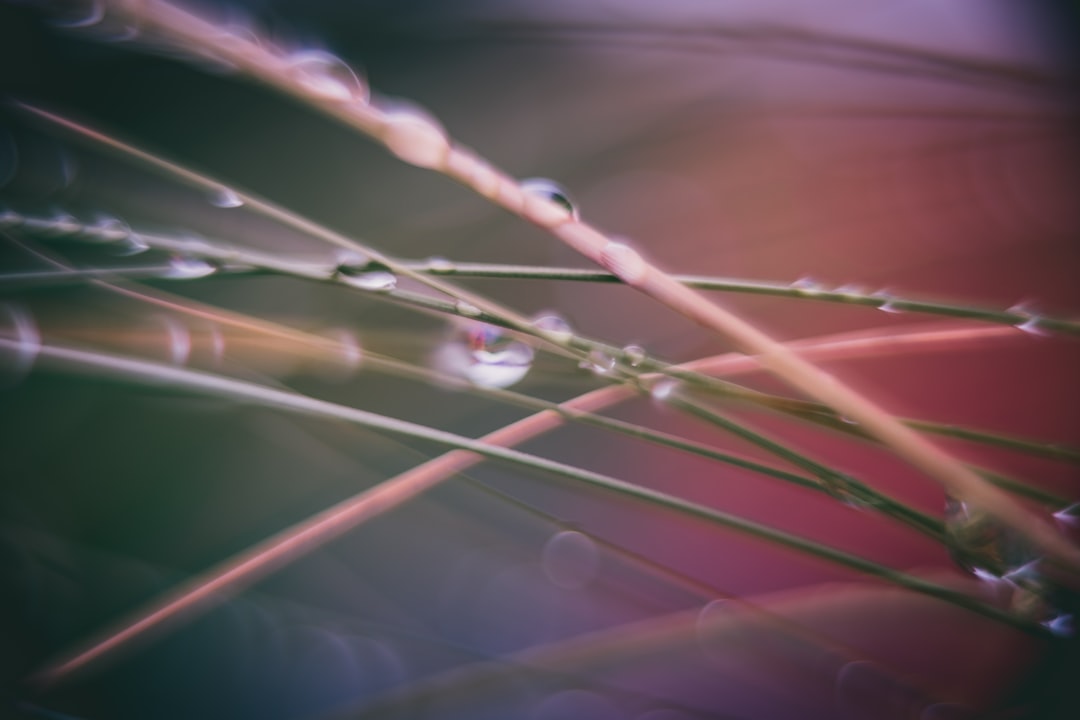 water droplets on green grass