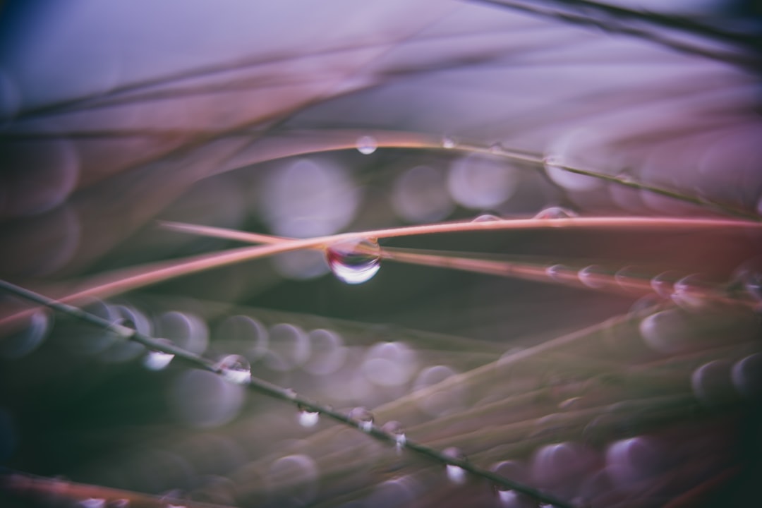 water droplets on brown plant