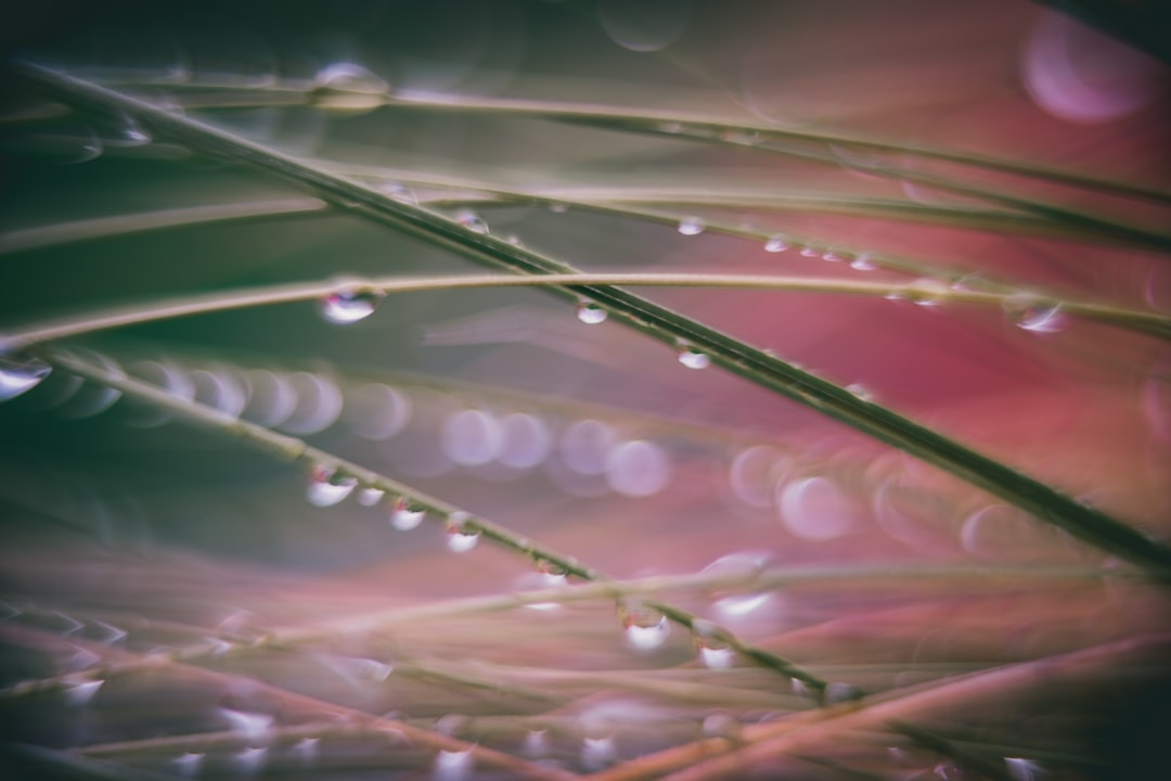 water droplets on green grass