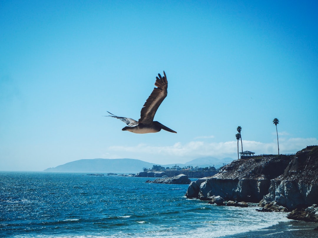 birds flying over the sea during daytime