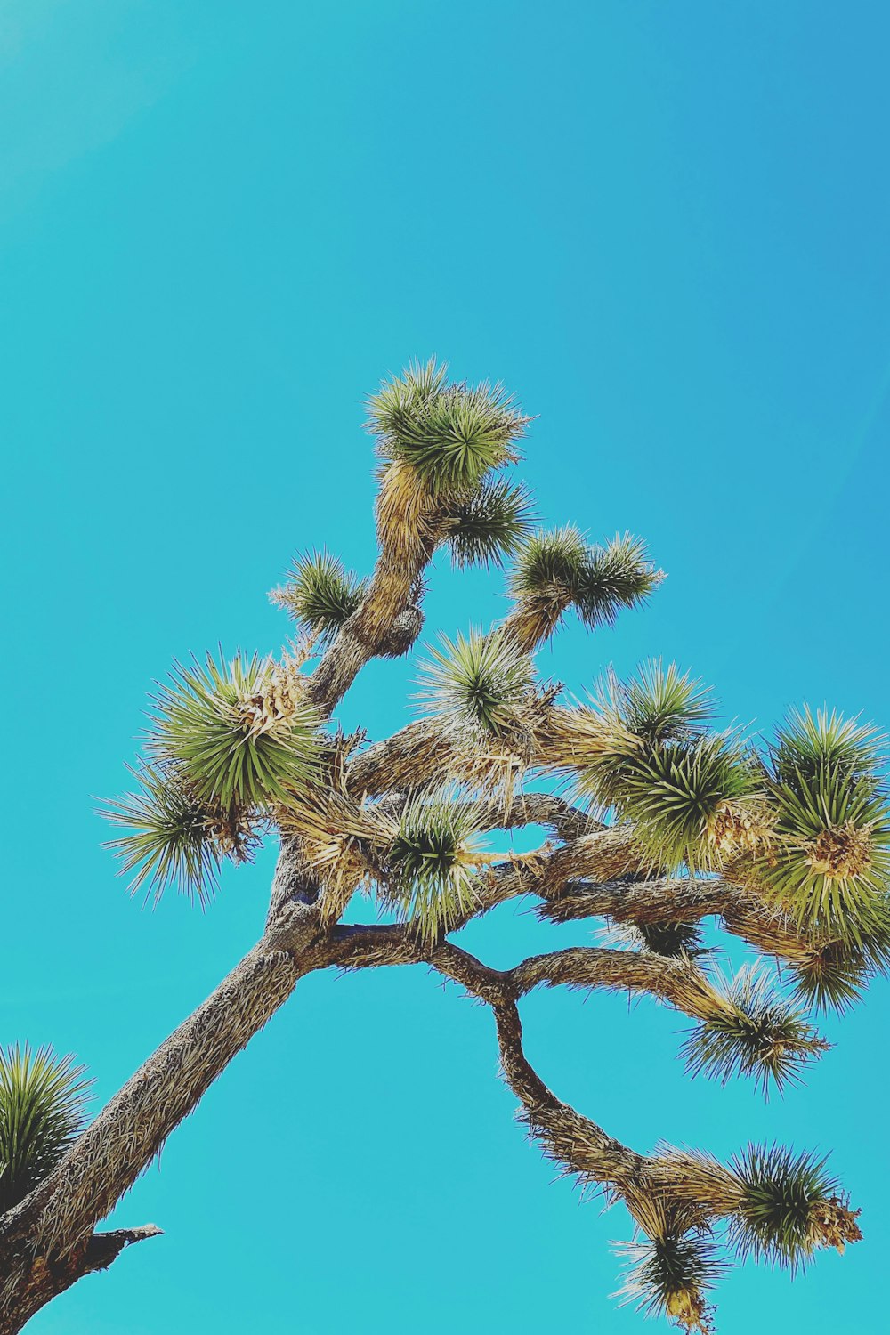 green and brown tree under blue sky during daytime