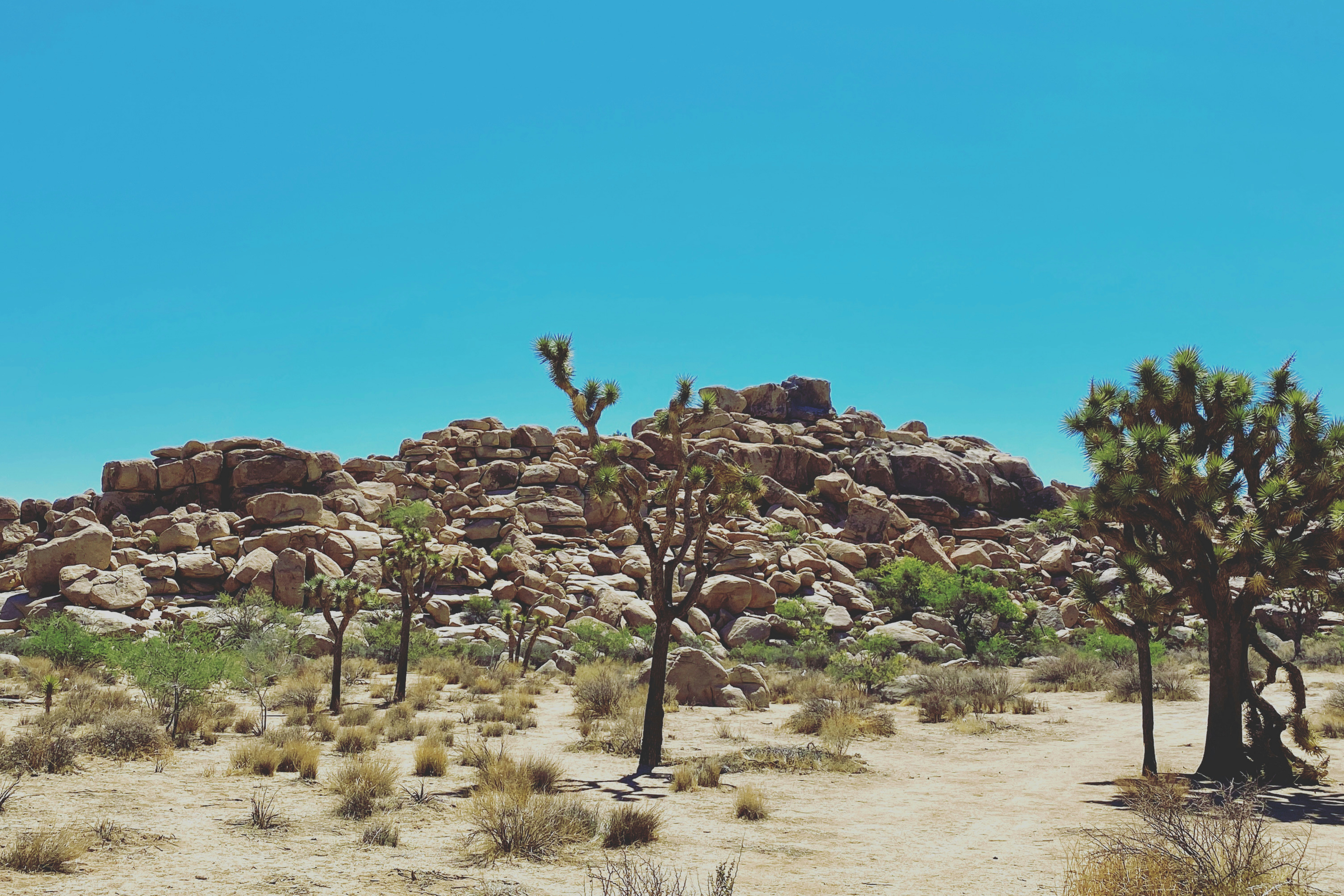 Photo of Joshua Tree National Park