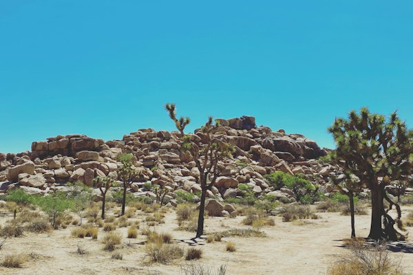 Green trees on brown field under blue sky during daytime — Joshua Tree, United States