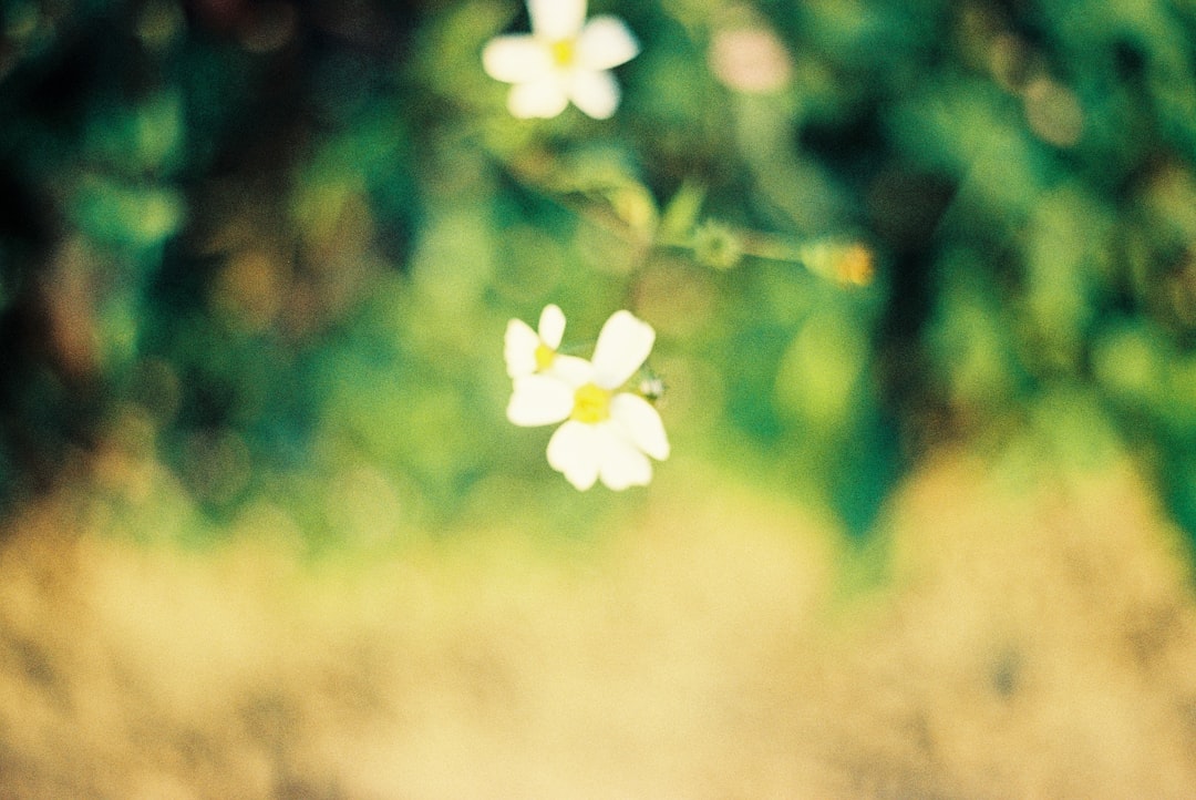 white flower in tilt shift lens