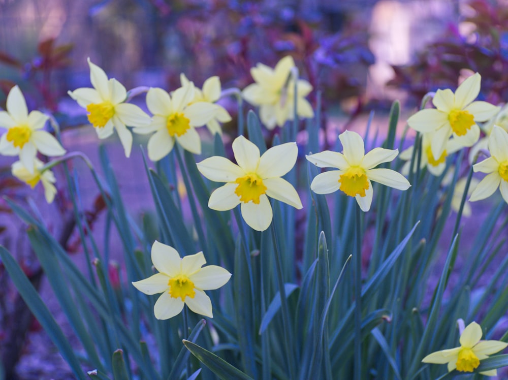 white and purple flowers in tilt shift lens