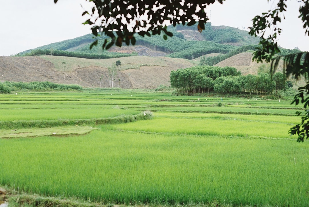 green grass field with green trees and mountain in distance