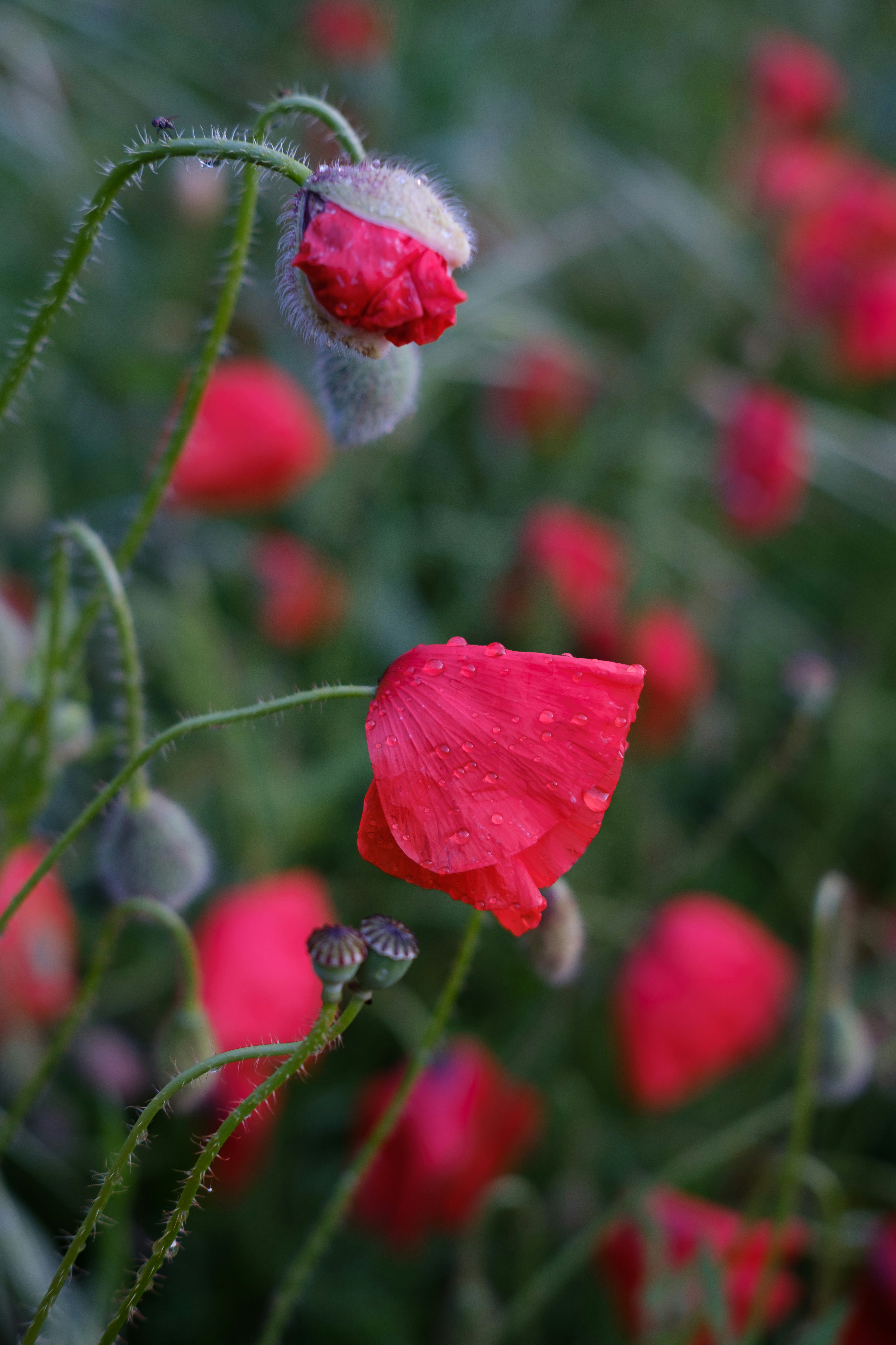 Amapola roja en flor durante el día