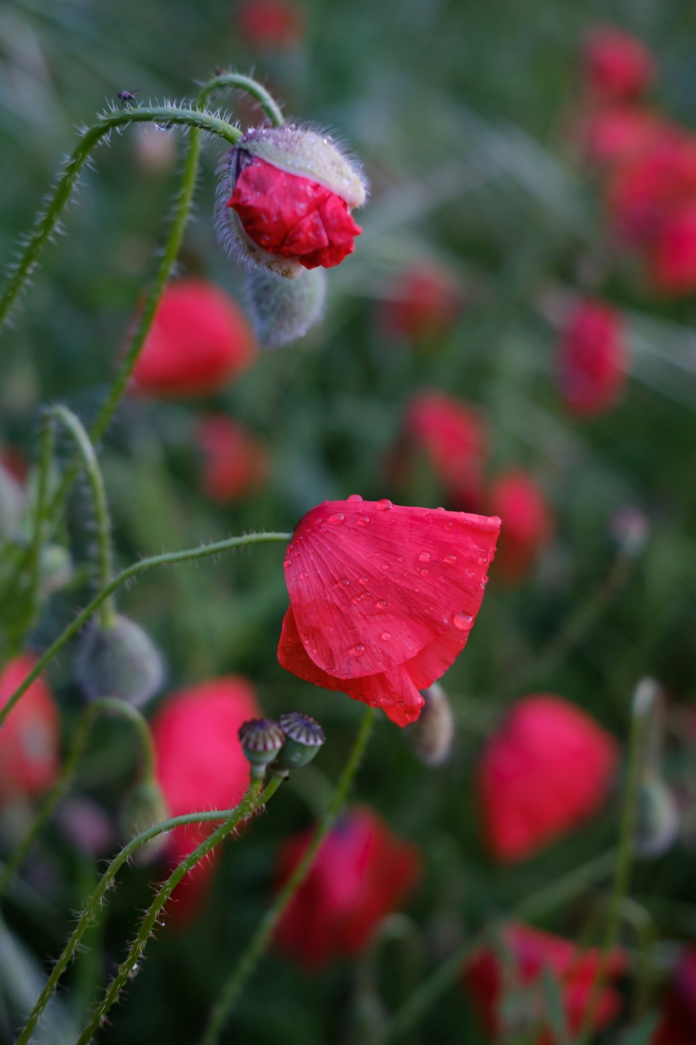 pavot rouge en fleurs pendant la journée