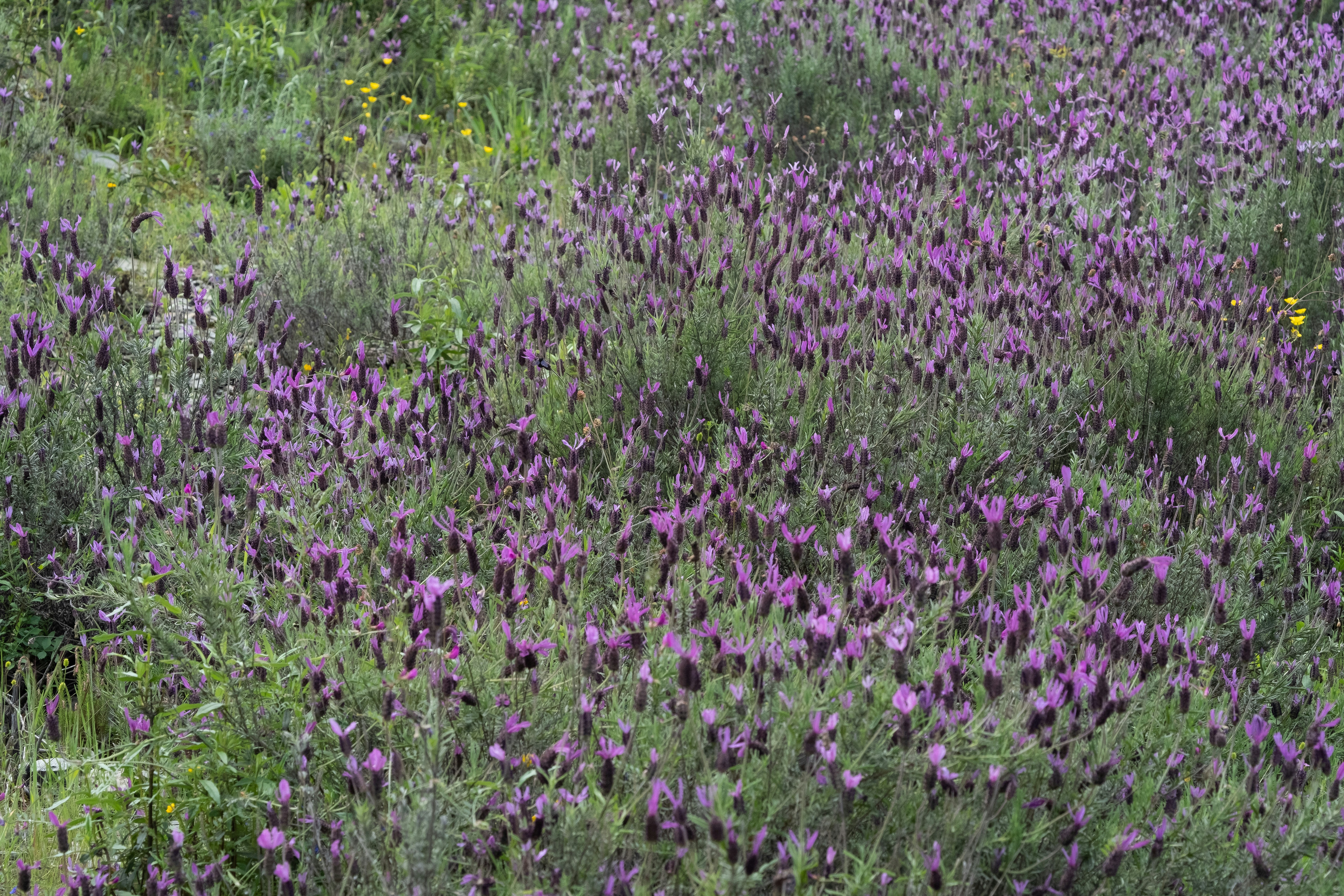 campo de flores moradas durante el día