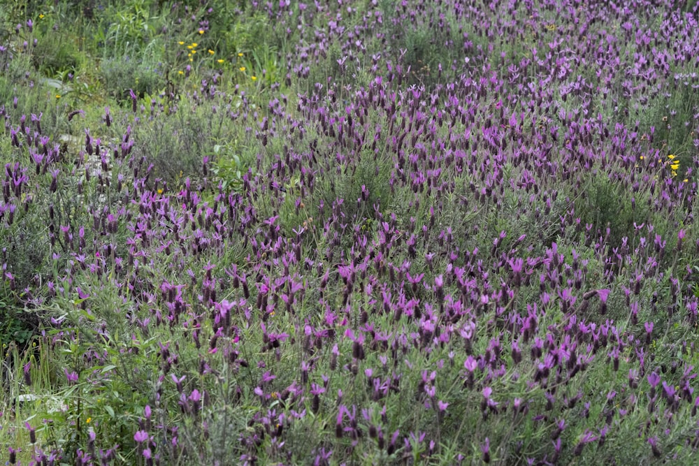 purple flower field during daytime