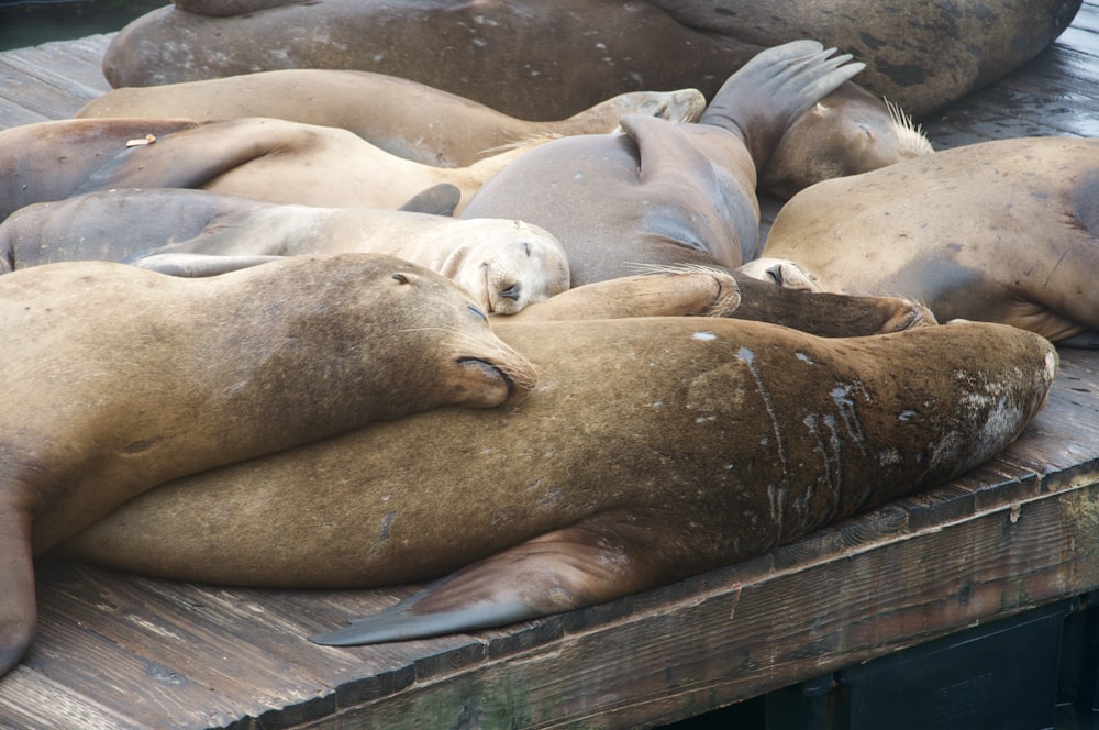 group of sea lion on brown wooden dock