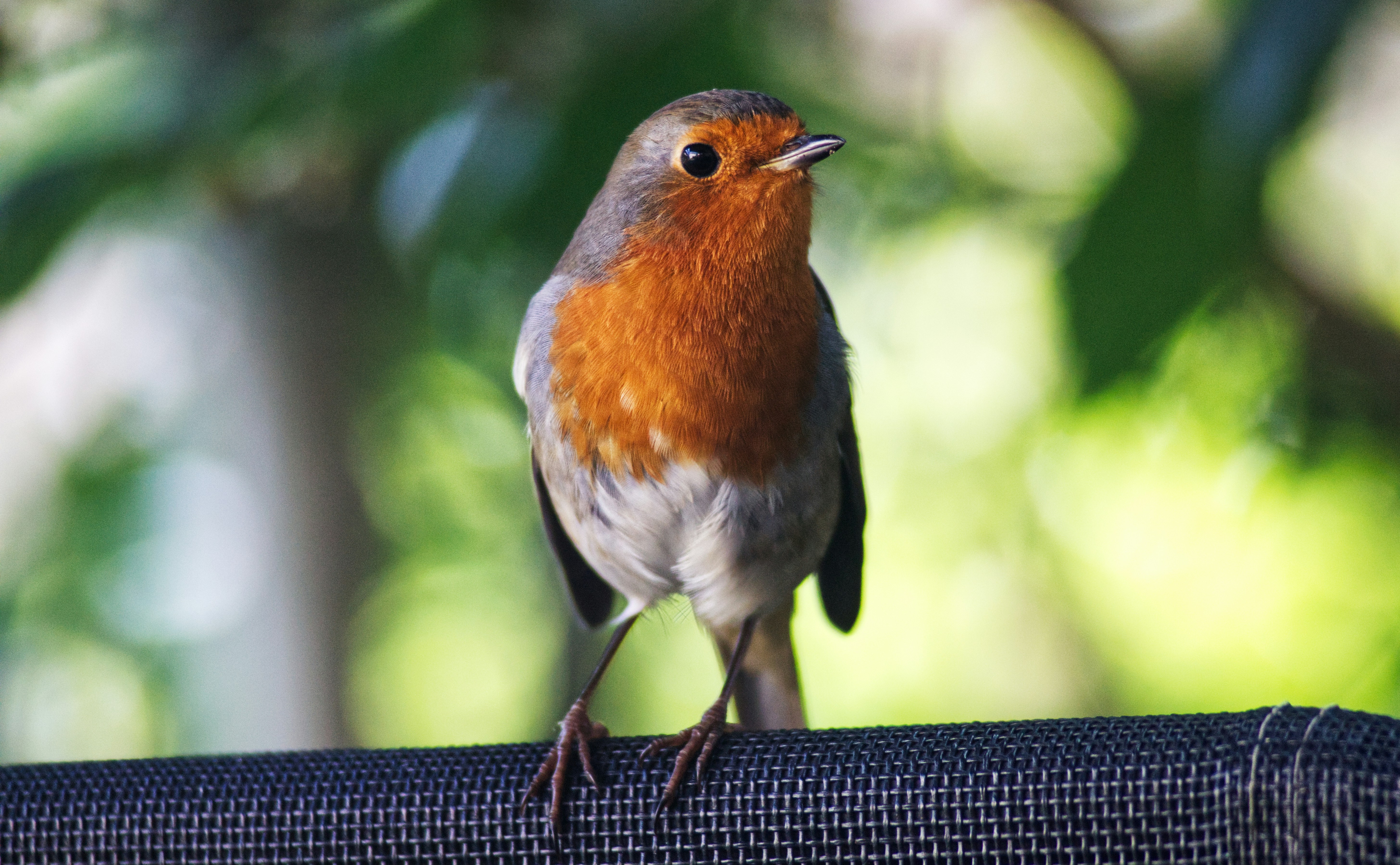 Photo by petecrockett