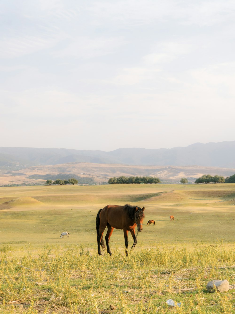 brown horse on green grass field during daytime