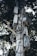 A tall pole is covered with multiple electrical boxes and surveillance cameras, intertwined with various wires and cables. The equipment is mounted in an organized manner, with trees in the background providing a natural contrast.