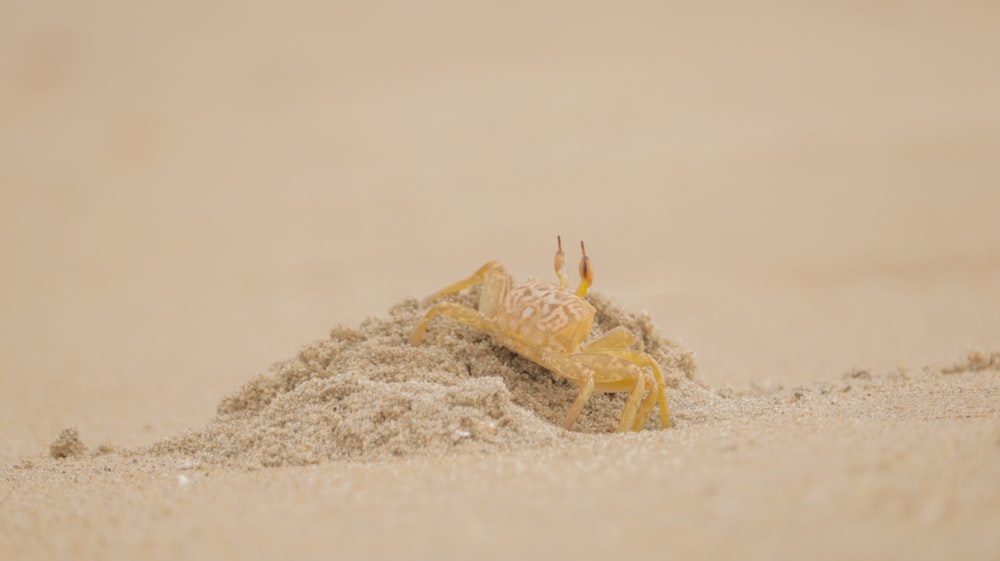 yellow crab on white sand during daytime