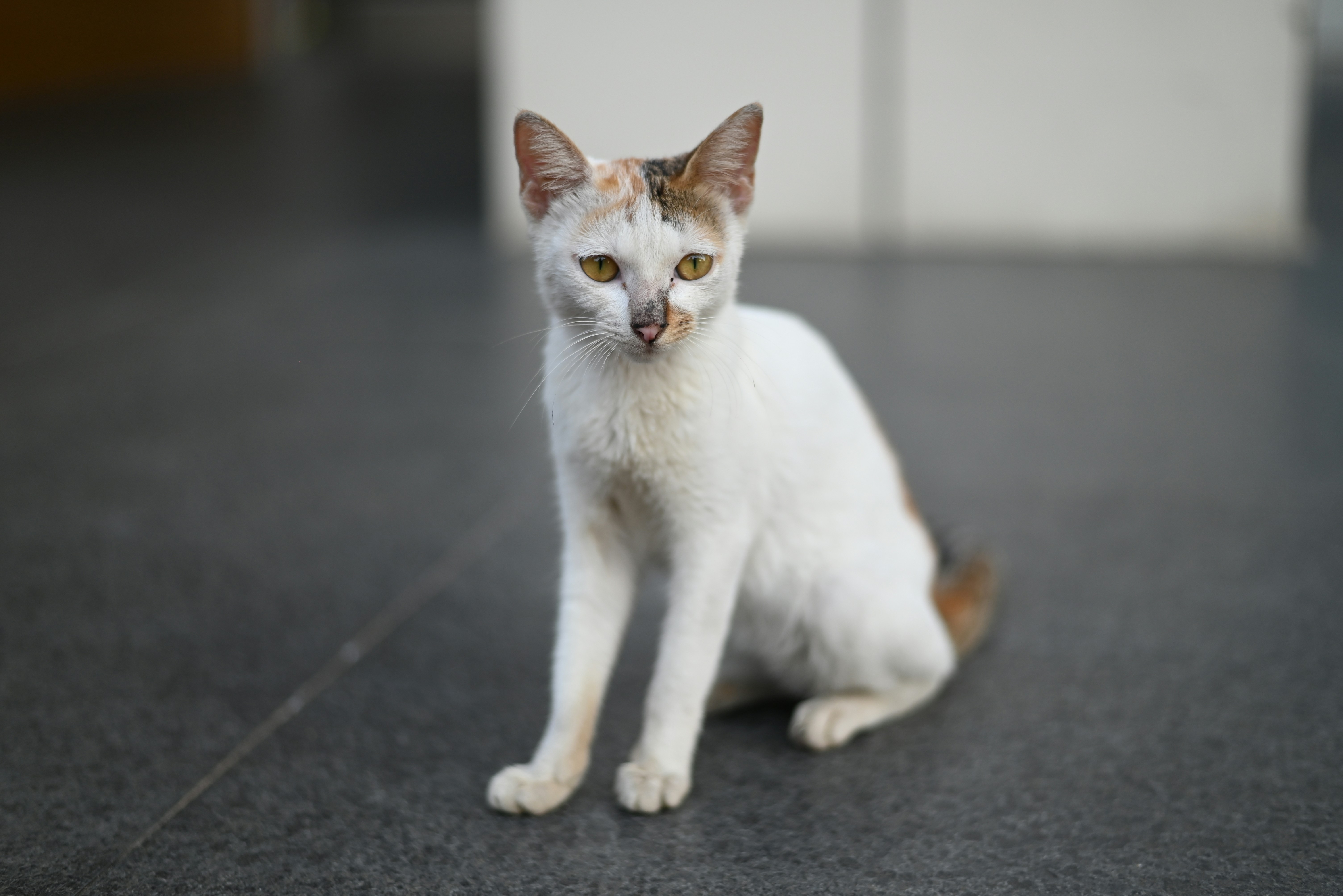 white and brown cat on black floor