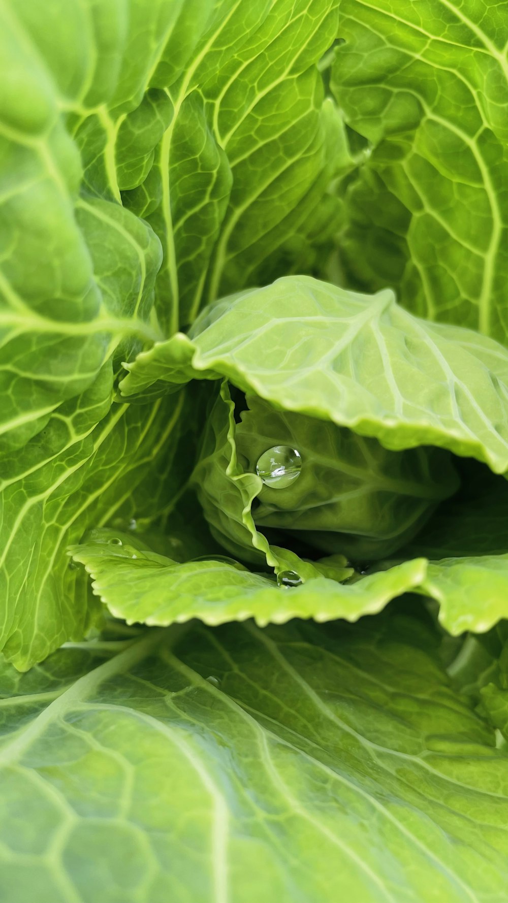 green leaf plant in close up photography