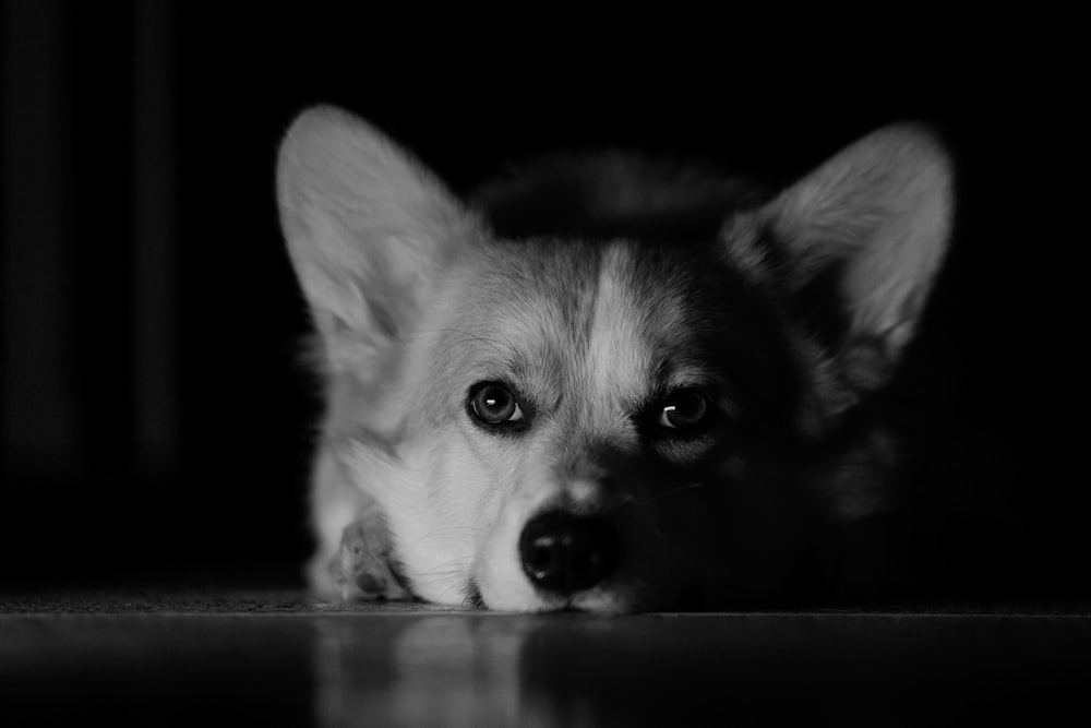 grayscale photo of a dog