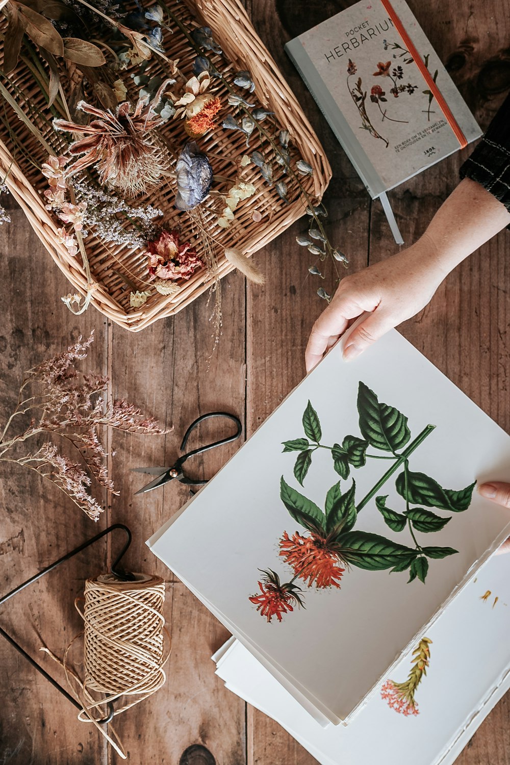 person holding white green and red floral board