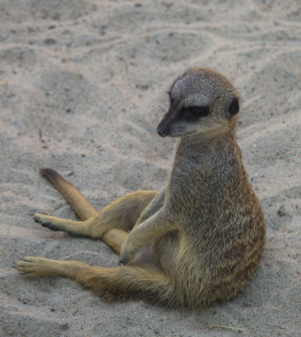 brown and white animal on brown sand during daytime