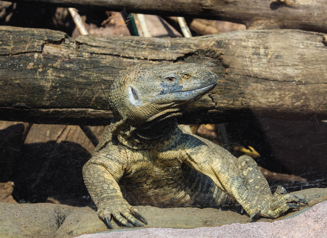 grey and brown crocodile on brown wooden log, Komodo Dragon