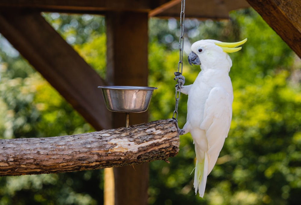 white bird on brown tree branch during daytime