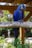 blue and yellow macaw on brown wooden tree branch