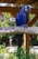 blue and yellow macaw on brown wooden tree branch