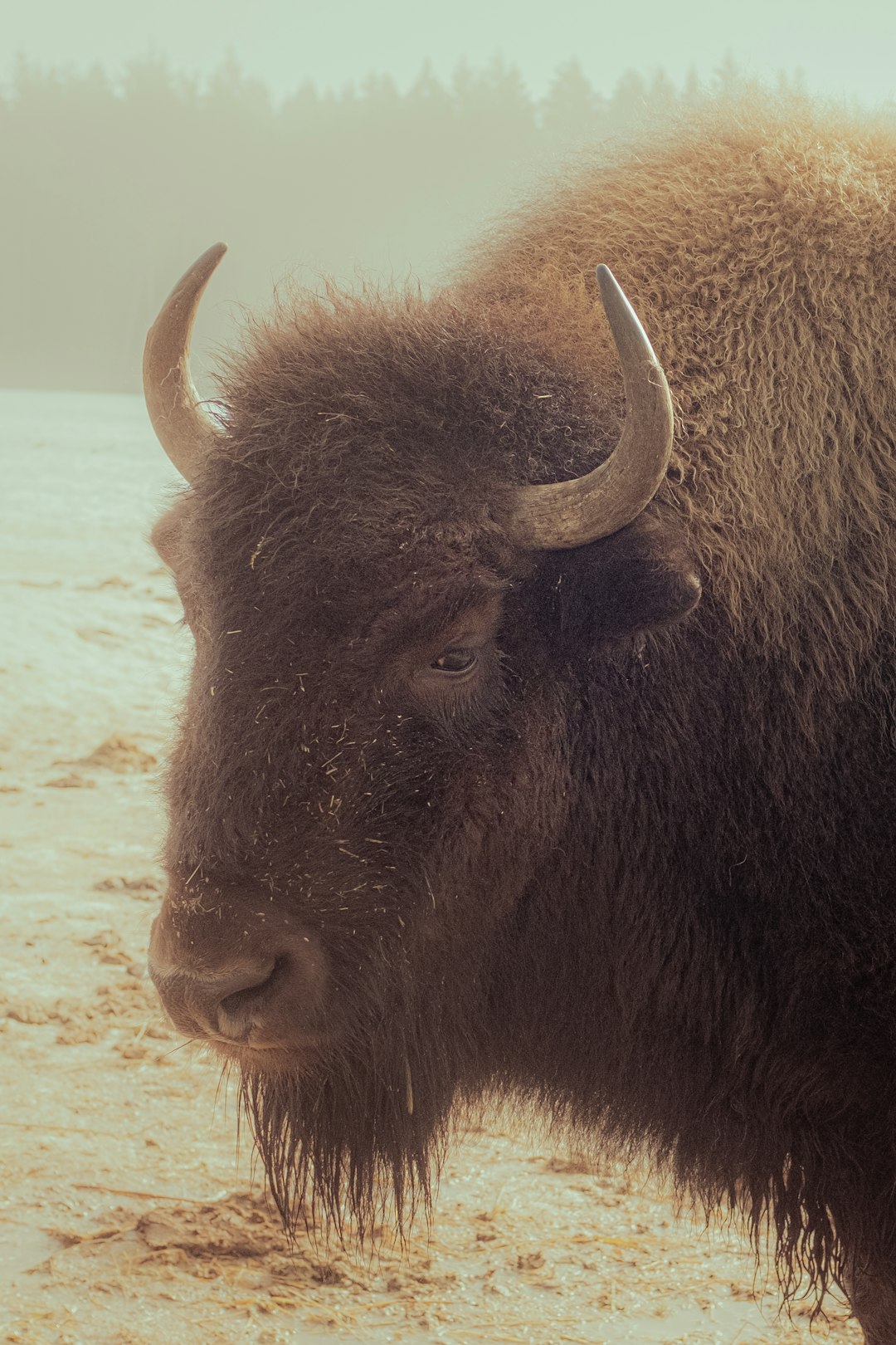 brown bison on brown sand during daytime