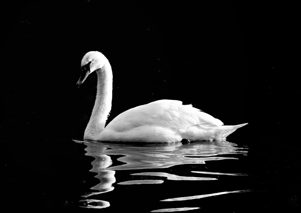 white swan on water in grayscale photography