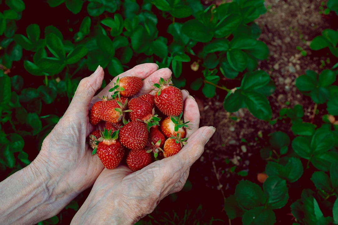 red strawberries on persons hand