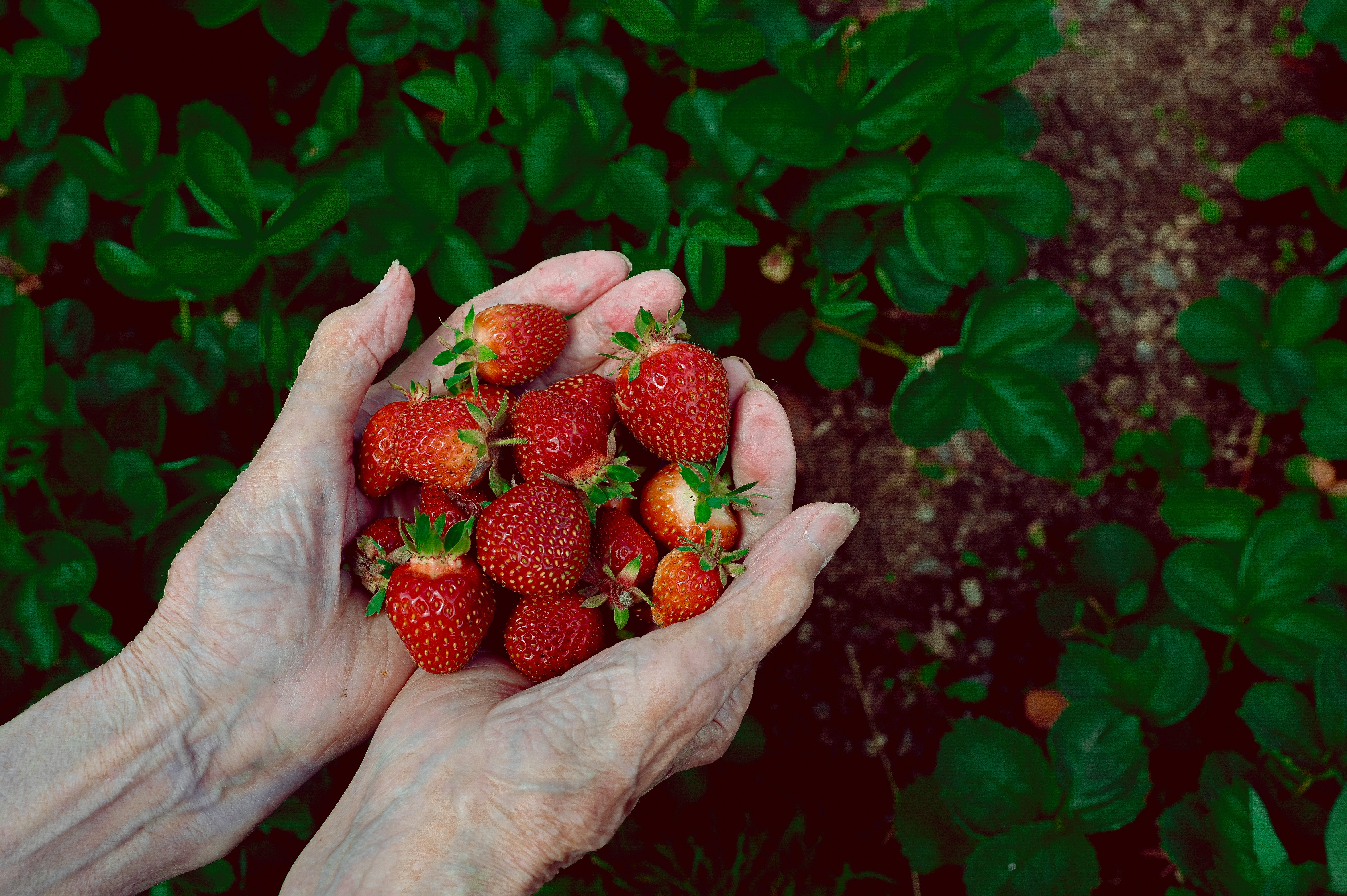 red strawberries on persons hand