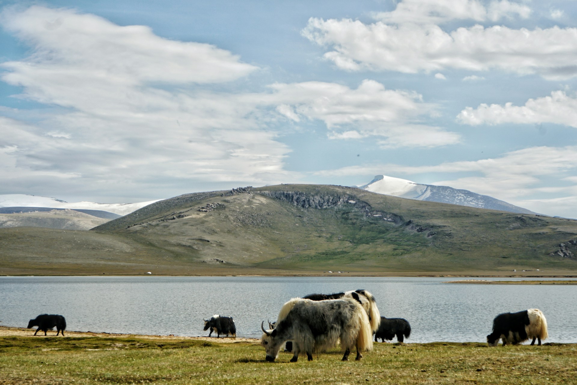 herd of sheep on green grass field during daytime