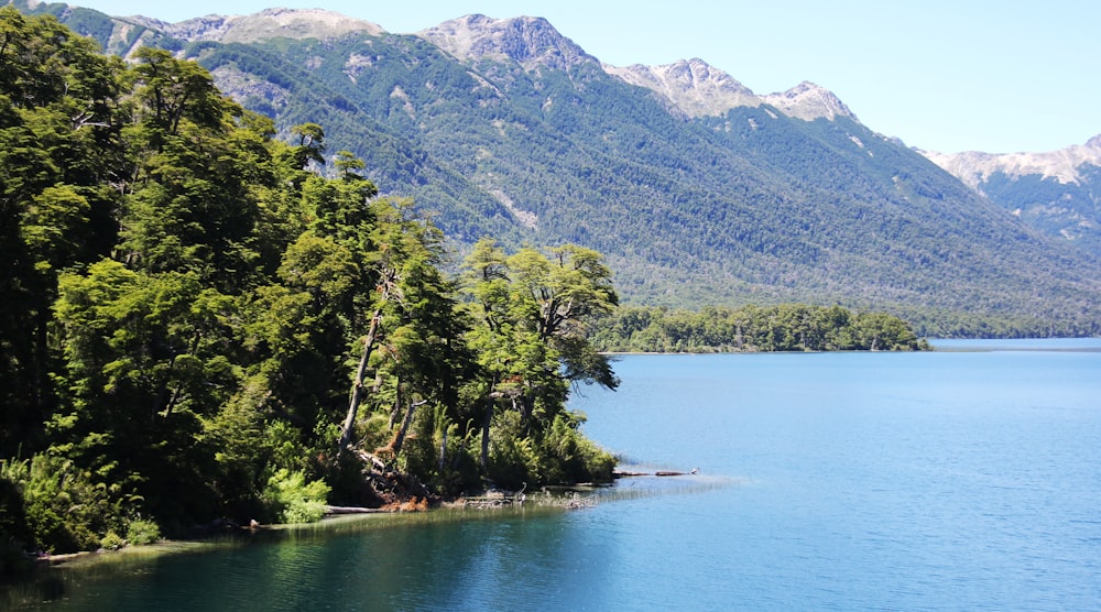 green trees near lake and mountain during daytime