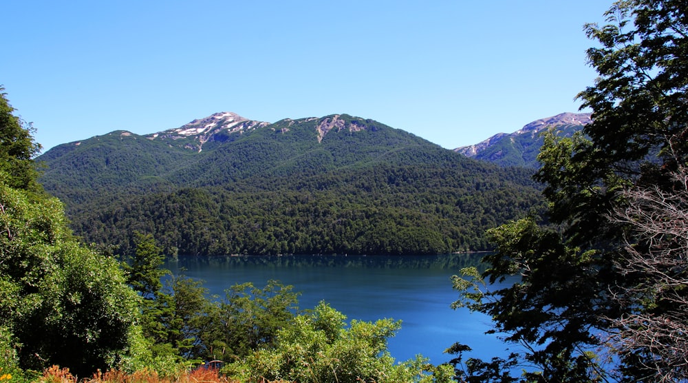 green trees near lake during daytime