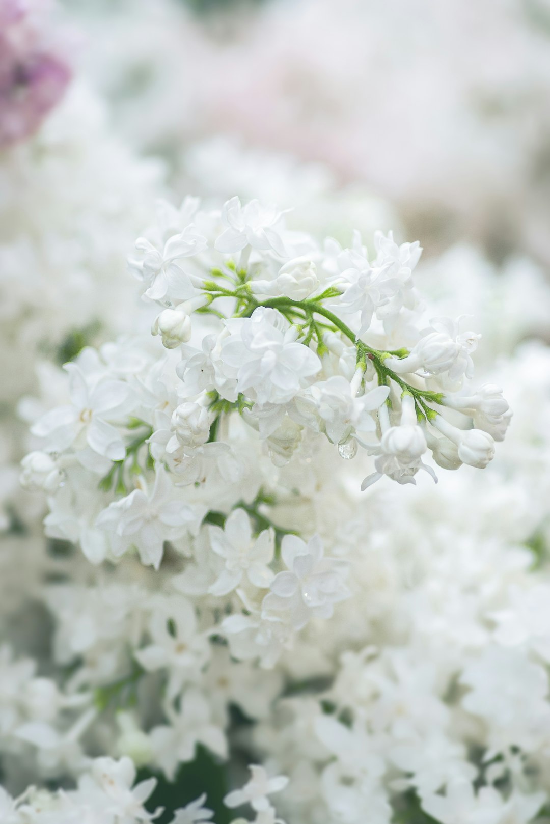 white flowers in tilt shift lens