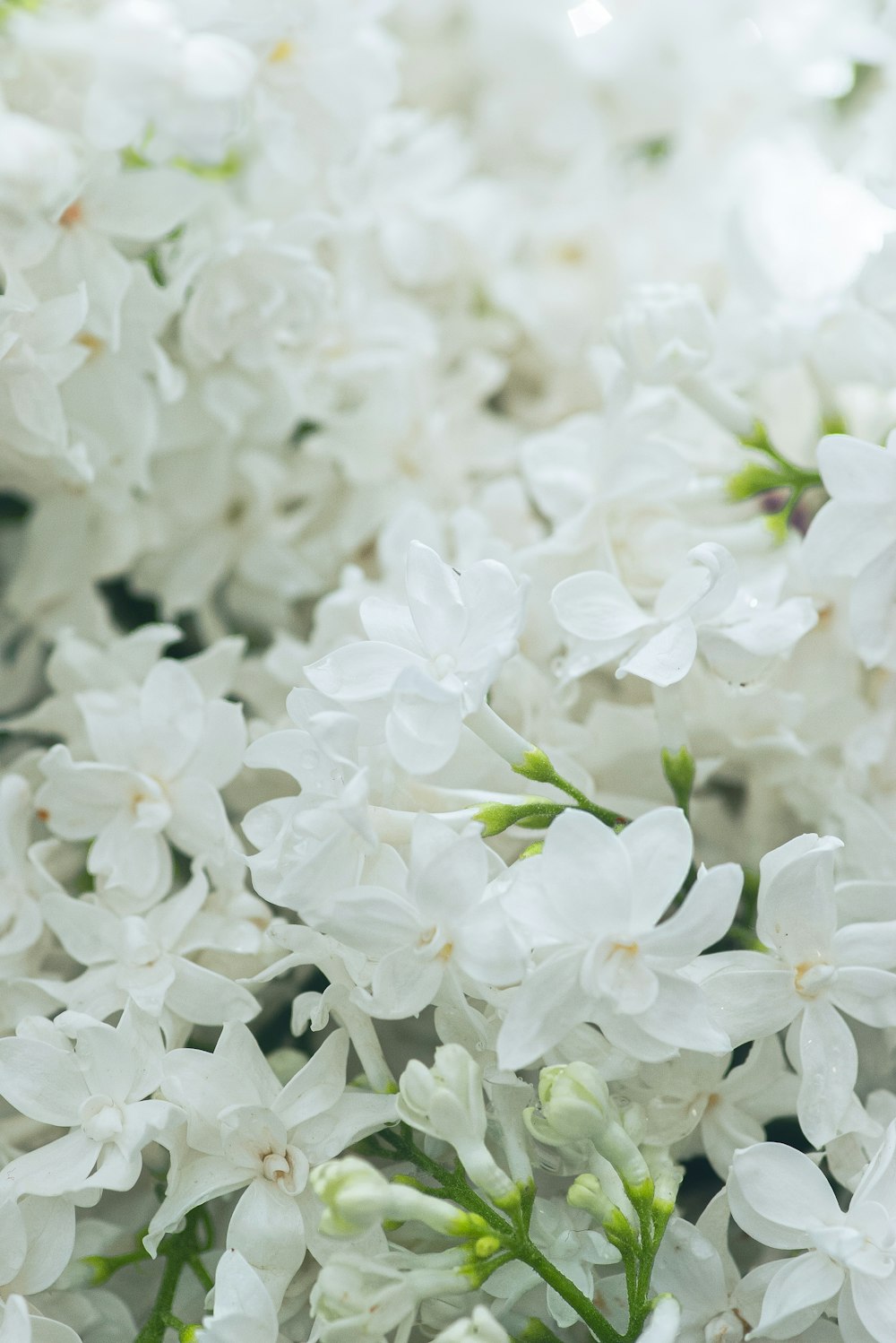 Weiße Blüten in Makroaufnahme